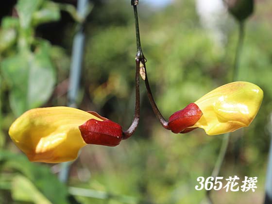 ツンベルギア・マイソレンシス｜園芸植物小百科｜育て方｜花の写真
