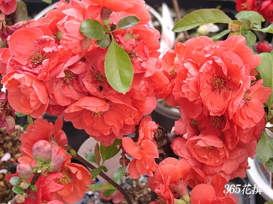 ボケ 盆栽(朱色 、八重咲) ぼけ 盆栽 (朱色、八重咲)