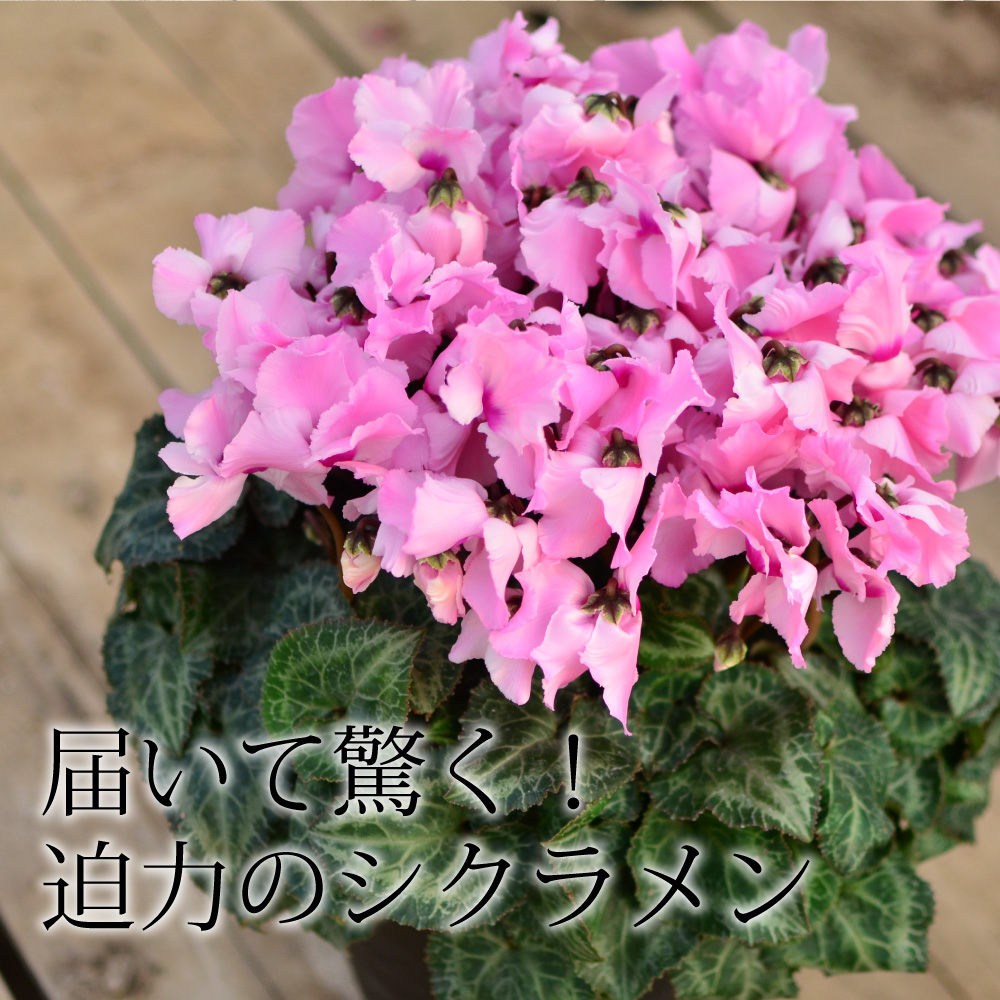 産地直送 シクラメン 8号鉢 8寸 | 花工房エーデルワイス