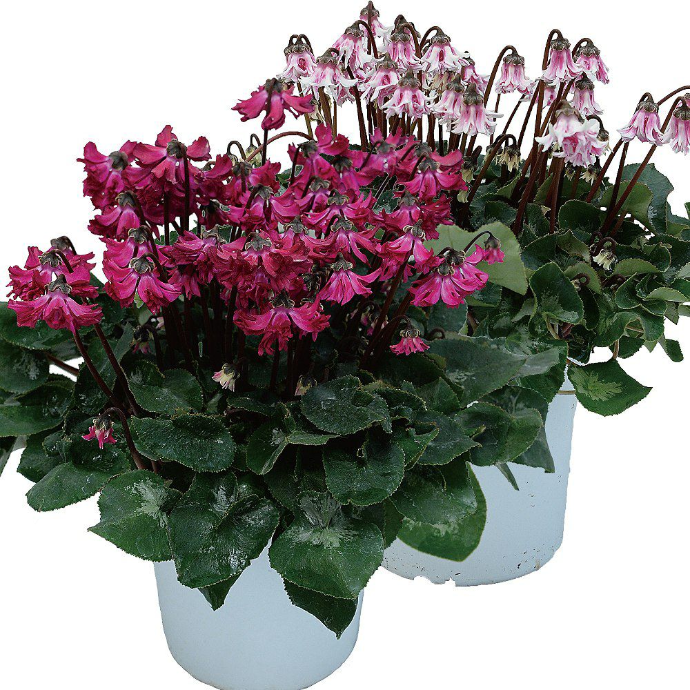 シクラメンの鉢花 天使のはね5号鉢の贈り物フラワーギフト