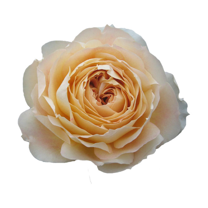 GARDEN ROSE CARAMEL ANTIKE 40CM - FMI Farms