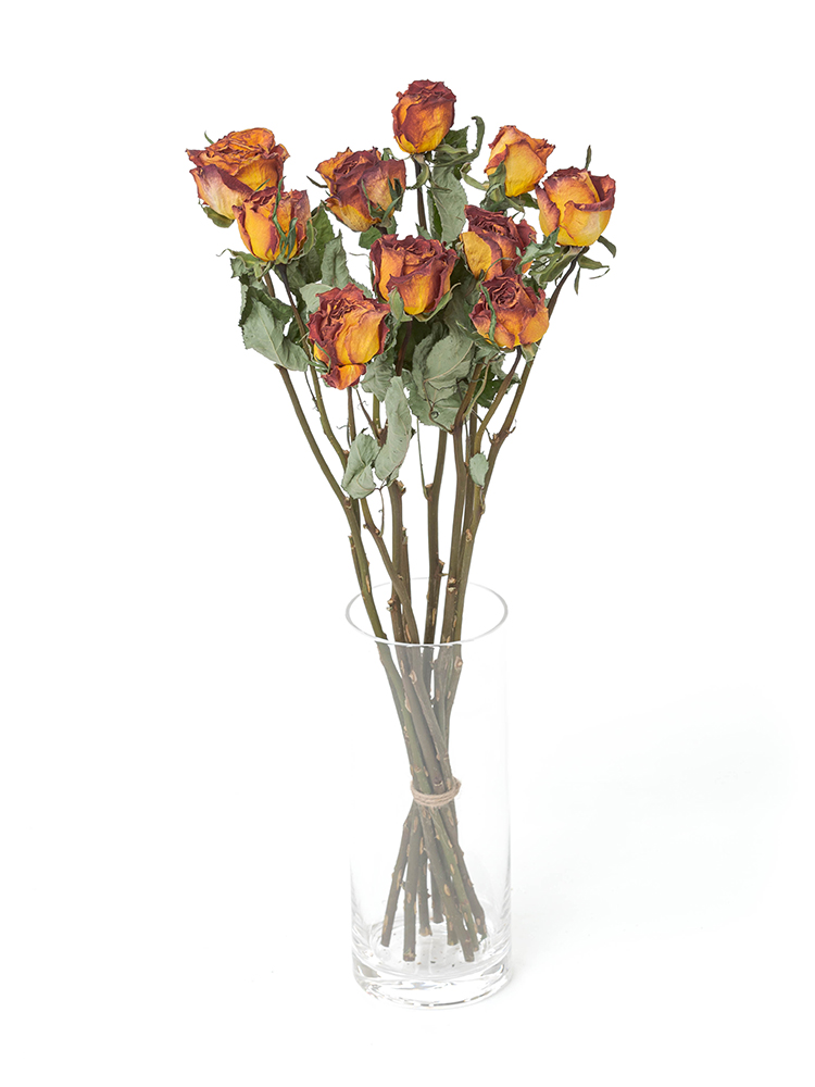ドライ】バラ(オレンジ) 品種おまかせ【50cm】｜Flower Smith Market