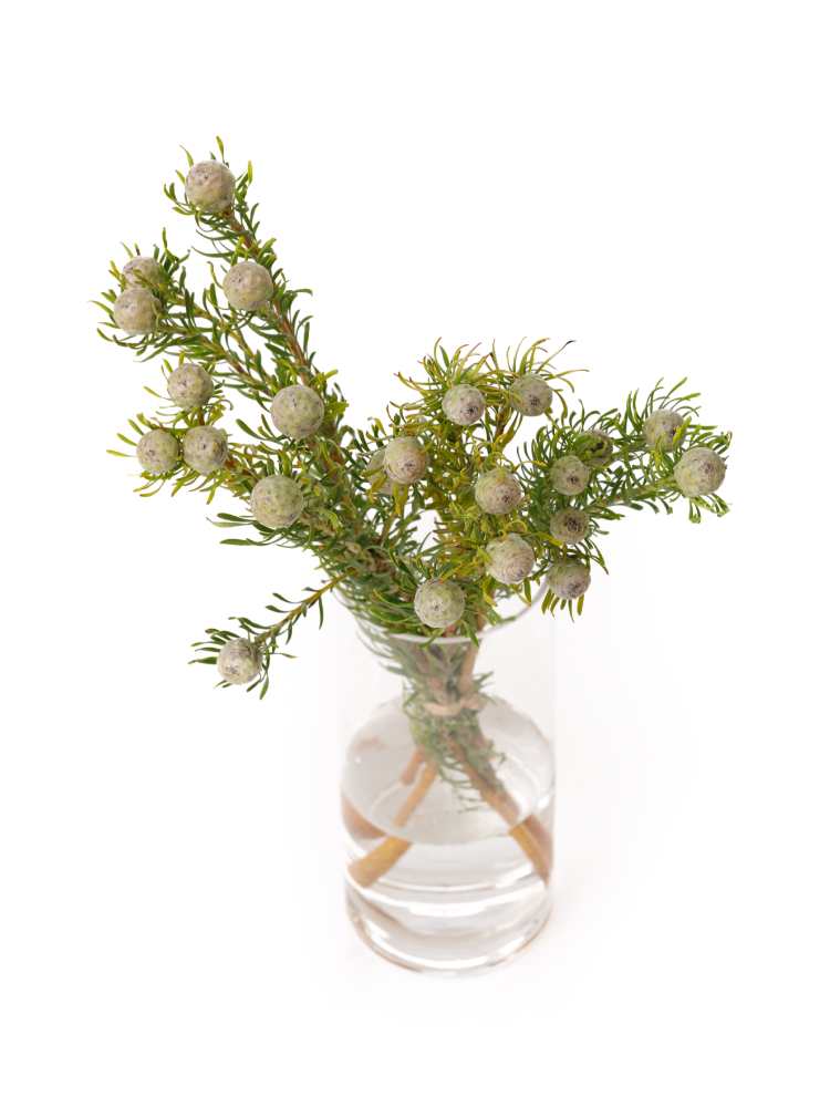 生花】リューカデンドロン ジェイドパール【緑/60cm/南アフリカ