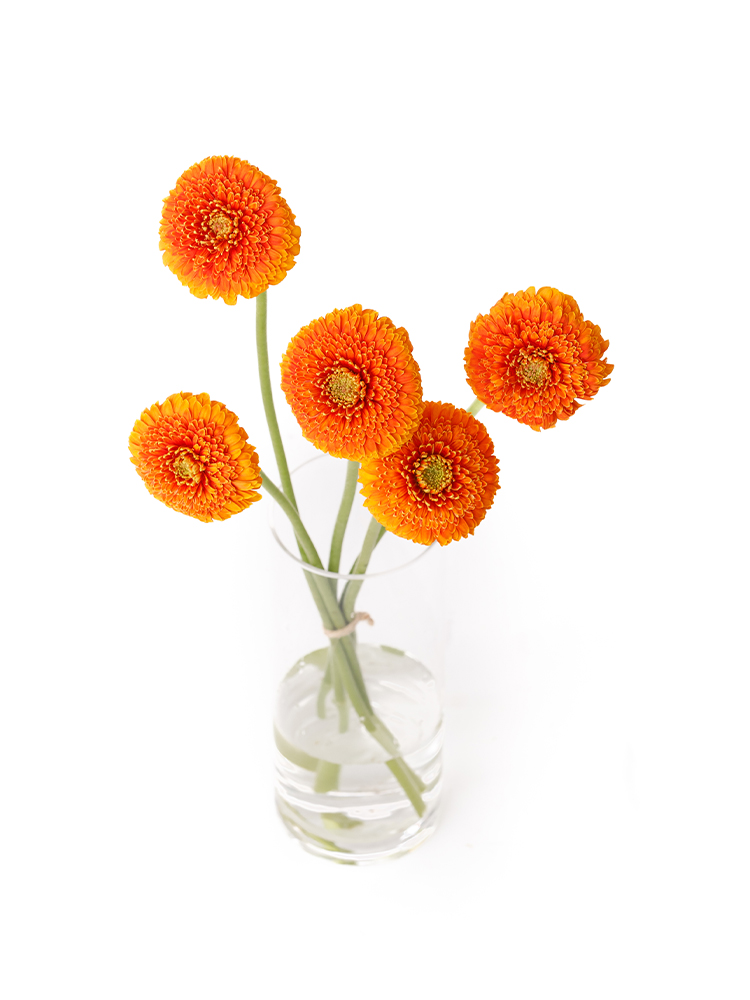 生花】ガーベラ(ポンポン咲き) オルセン【オレンジ/60cm/静岡県