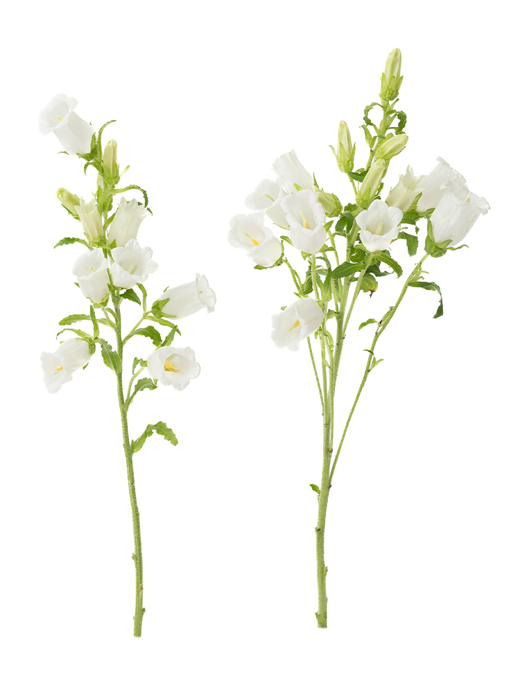 生花】カンパニュラ(白) 品種おまかせ【60cm/福岡県】｜Flower Smith