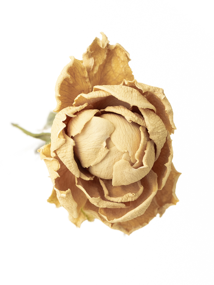 ドライ】スプレーバラ スイートオールド【白/50cm】｜Flower Smith