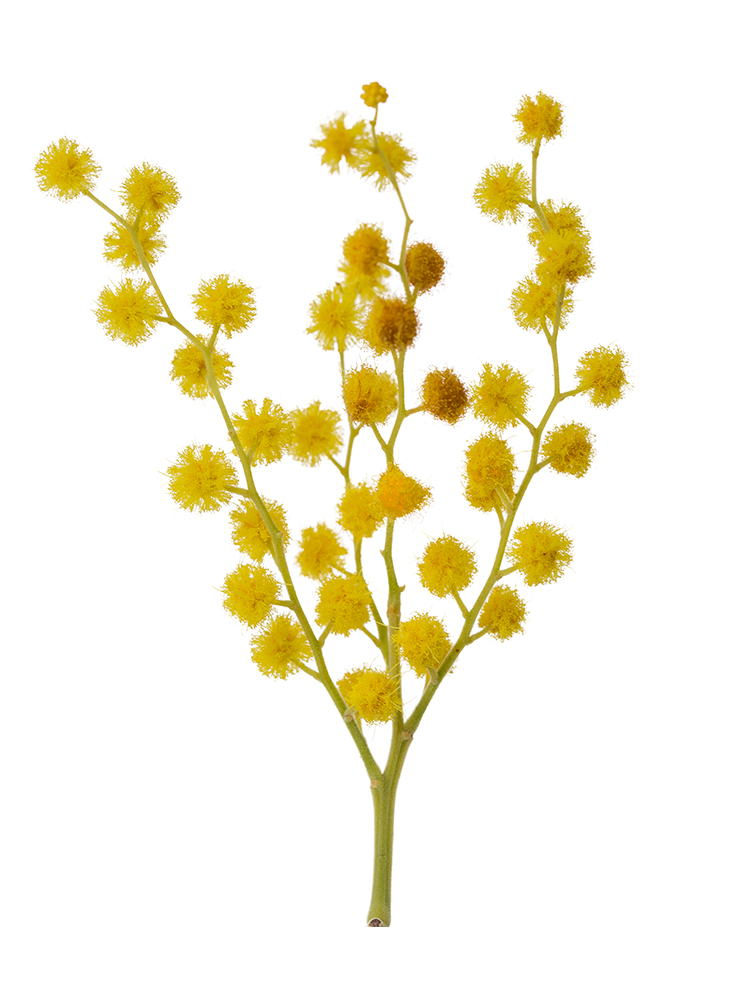 生花】ミモザアカシア ミランドール【黄/60cm/イタリア】｜Flower