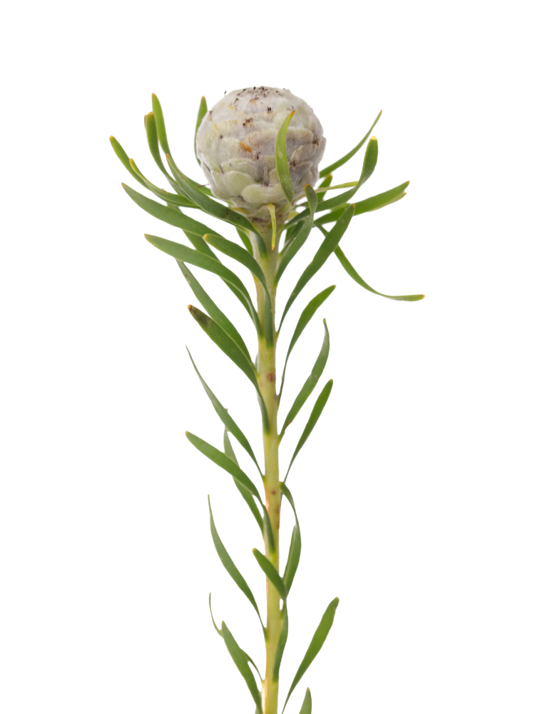 生花】リューカデンドロン ジェイドパール【緑/60cm/南アフリカ