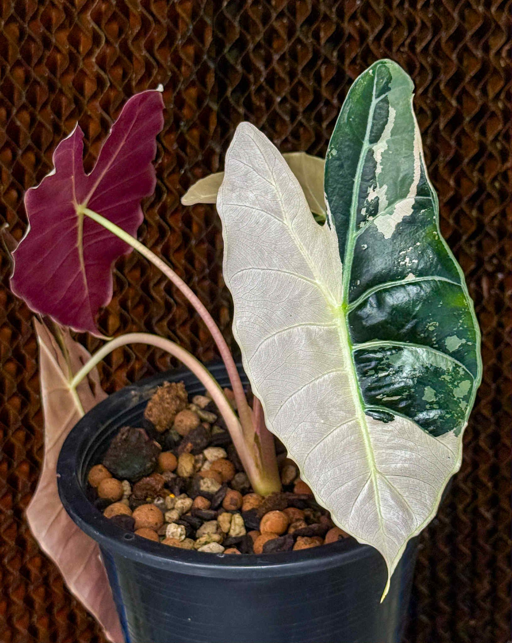 Buy Alocasia longiloba 'Blacksatun Pink' | Thailand Export