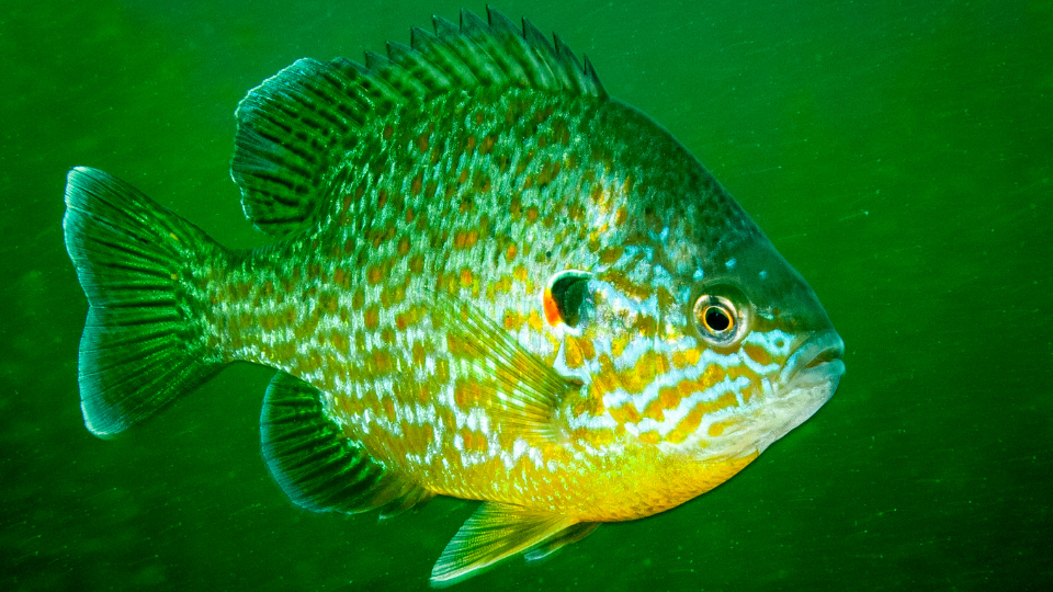Hybrid Sunfish