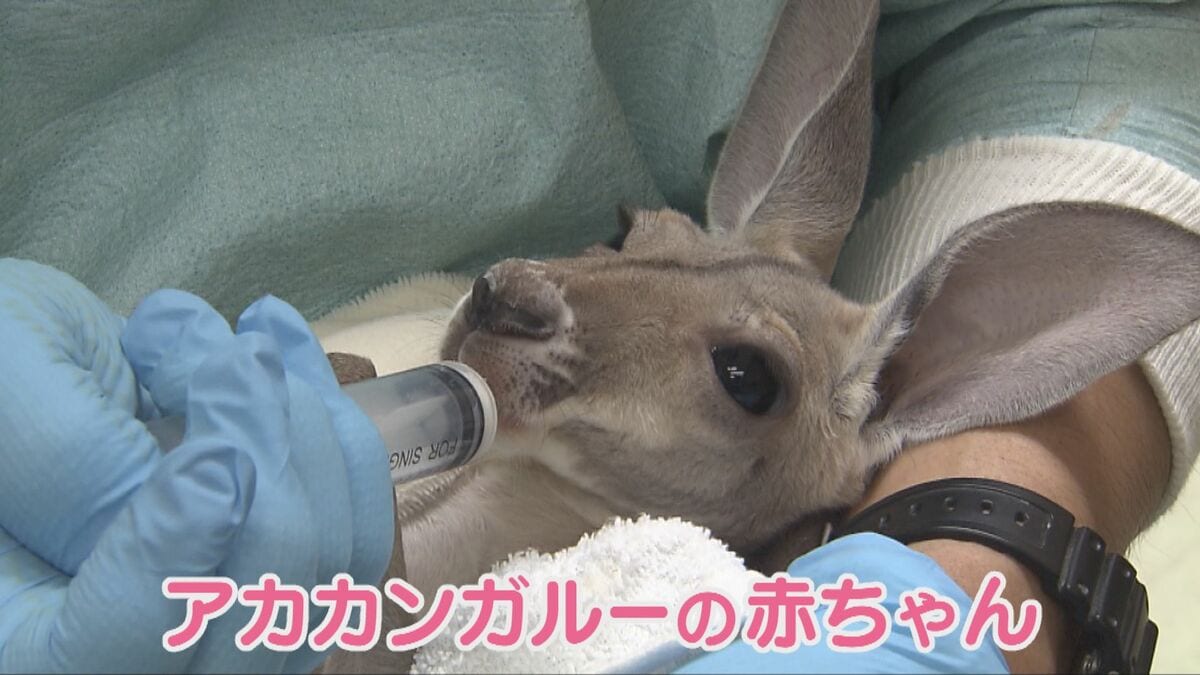 赤ちゃんカンガルー 命の危険からすくすく成長…母は亡くなったが、飼育