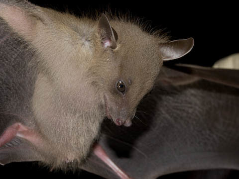 サイヨーク国立公園の中型オオコウモリ: 二人の世界オオコウモリ旅行