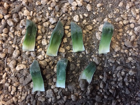 ハオルチアの葉挿しと注意点！ | 斑入り植物の研究室