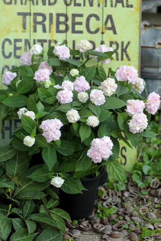 山あじさい『伊予獅子てまりピンク』 花苗通販 ジャンクガーデン