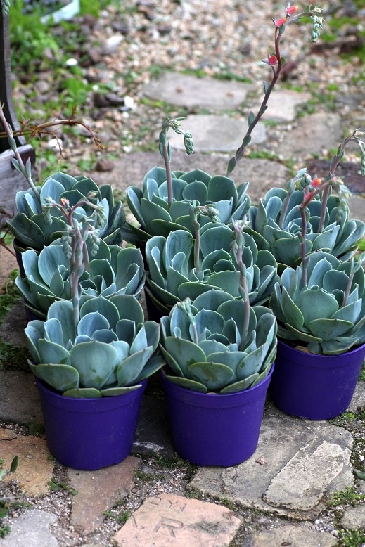 エケベリア七福神