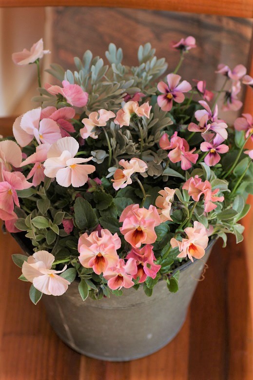 寄せ植え 鉢 ジャンクガーデン 寄せ植え 花苗通販 Garden Frais