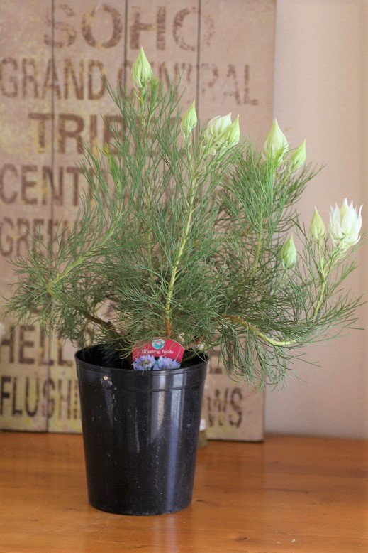 ジョーイセルリア『ブラッシングブライド』 ジャンクガーデン 寄せ植え