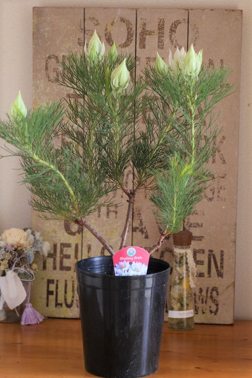 ジョーイセルリア『ブラッシングブライド』 ジャンクガーデン 寄せ植え