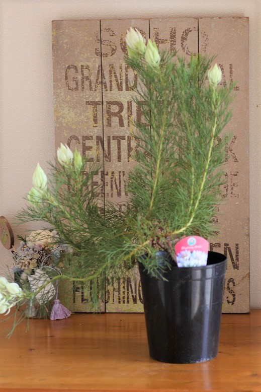 ジョーイセルリア『ブラッシングブライド』 ジャンクガーデン 寄せ植え