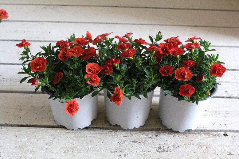 八重咲きカリブラコアウノダブルオレンジ 花苗通販 ジャンクガーデン