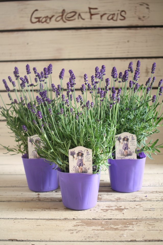イングリッシュラベンダースパイスガールズ 花苗通販 ジャンクガーデン