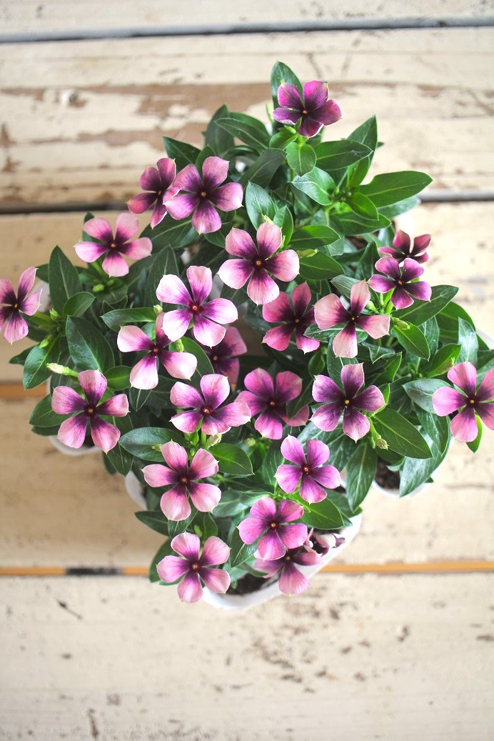 ニチニチソウ（ビンカ）『モネアンティーク』 ジャンクガーデン 寄せ