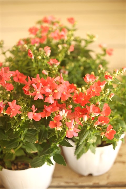 宿根ネメシア『フェアリーシュシュピンク』 ジャンクガーデン 寄せ植え