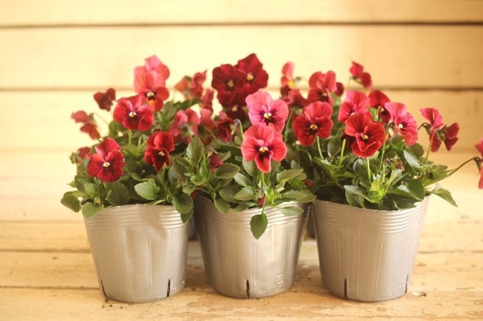 ビオラ『ディアーナ』 ジャンクガーデン 寄せ植え 花苗通販