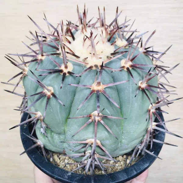 太平丸 雷帝 サボテン エキノカクタス Echinocactus horizonthalonius