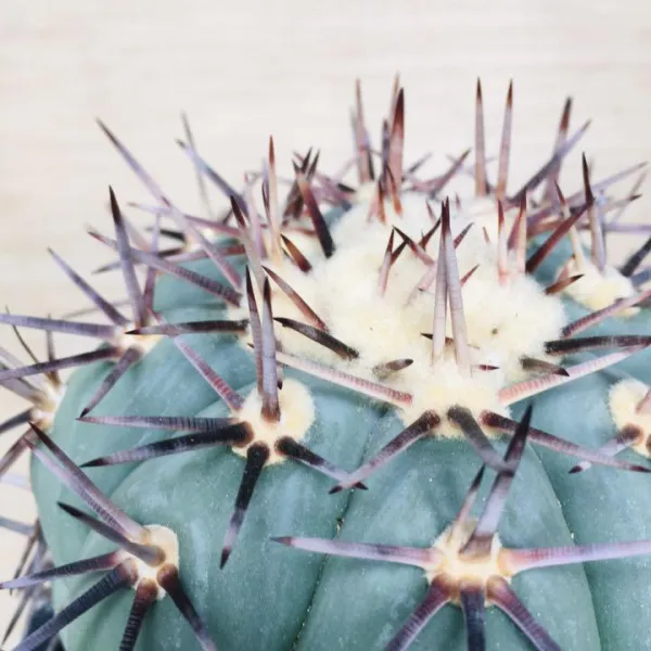 太平丸 雷帝 サボテン エキノカクタス Echinocactus horizonthalonius