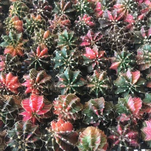 レア稀少】翠晃牡丹錦 × LB2178錦 hyb 極上多色斑 実生 サボテン