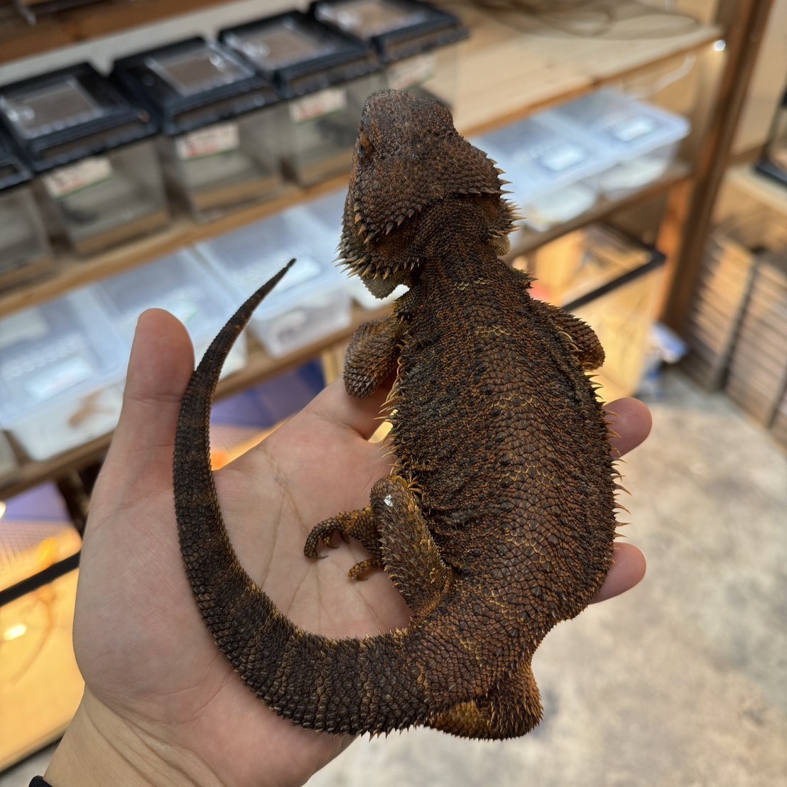 トカゲ | ファニーテール | 大阪の爬虫類ショップ | 爬虫類の販売