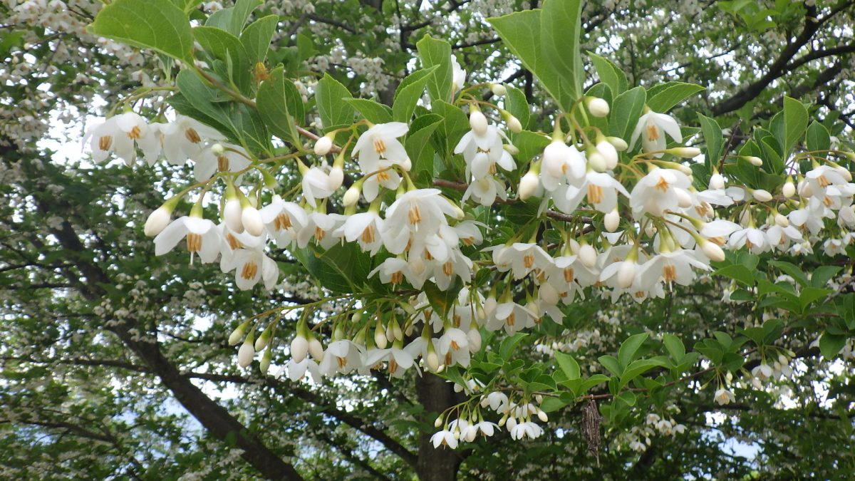 エゴノキ | 山梨県笛吹川フルーツ公園