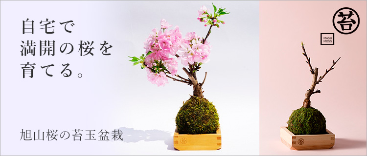 MASUMOSS】旭山桜の苔玉盆栽 | 藤巻百貨店