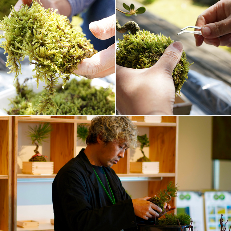 MASUMOSS】旭山桜の苔玉盆栽 | 藤巻百貨店