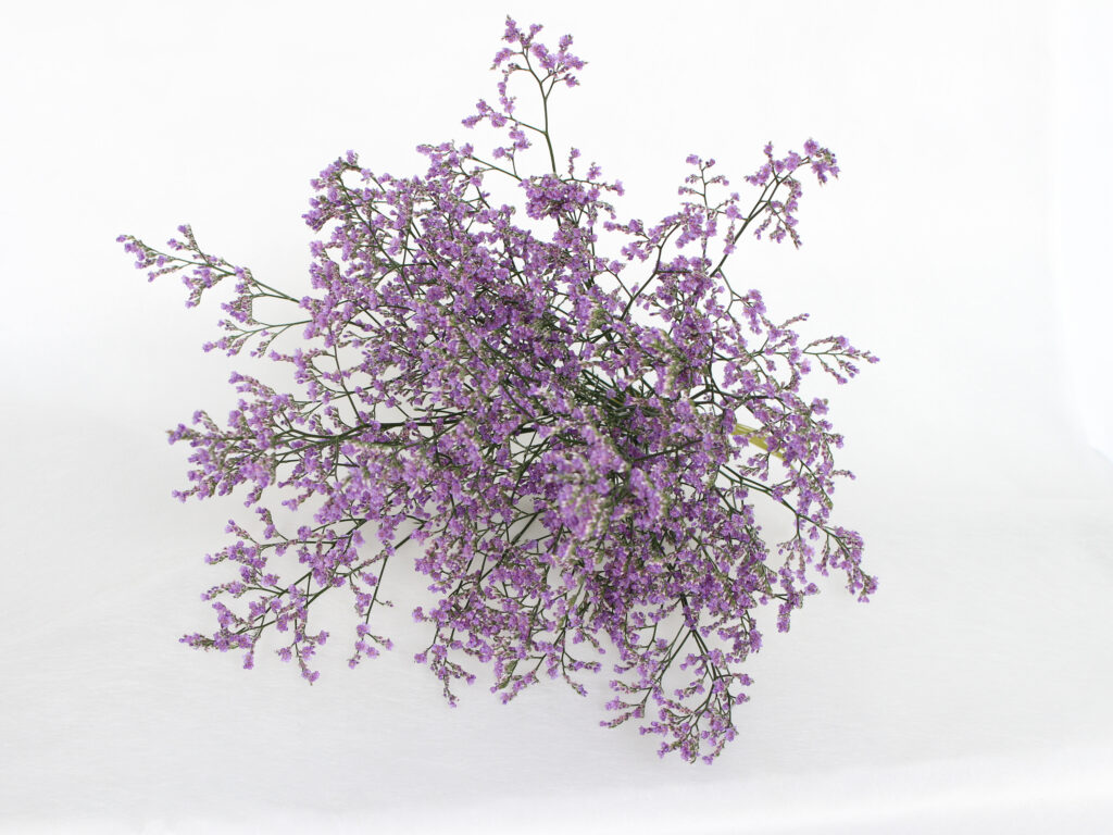 ブルーファンタジアシリーズのご紹介！ - 福花園種苗株式会社