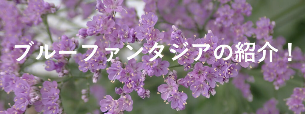 ブルーファンタジアシリーズのご紹介！ - 福花園種苗株式会社
