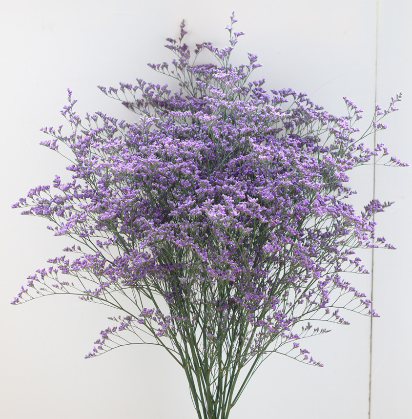 ブルーファンタジアシリーズのご紹介！ - 福花園種苗株式会社