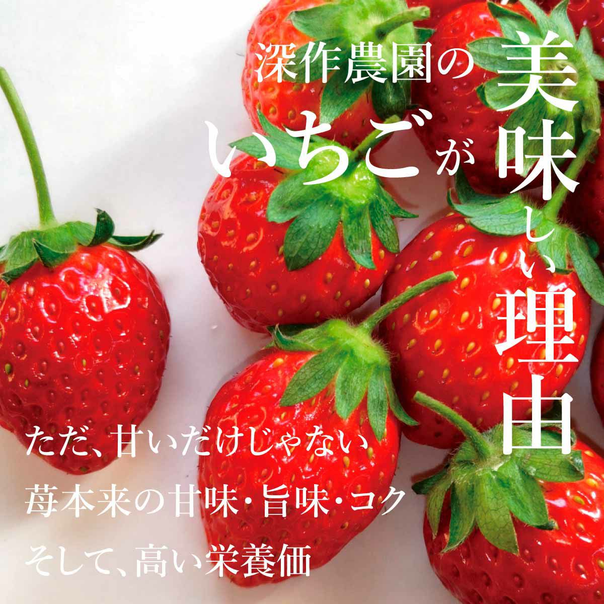 いちご 品種おまかせデラックス DXサイズx2トレイ【送料無料・クール