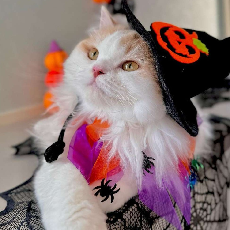 猫服 帽子 | ハロウィン猫ちゃん魔女帽子 帽子|猫服専門通販 ねこはぴ