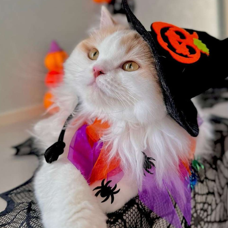 猫服 帽子 | ハロウィン猫ちゃん魔女帽子 帽子|猫服専門通販 ねこはぴ