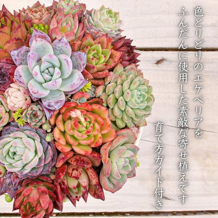 多肉植物】大きな寄せ植え直径18cm白ポット | JTBのふるさと納税サイト