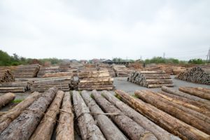 石川県の地域材について｜木材の種類（スギ、能登ヒバ等）|フルタニ