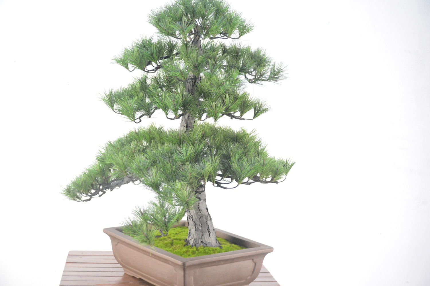 盆栽 松（造花）Go-566｜マイナビふるさと納税