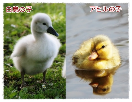 みにくいアヒルの子』第10回 | フランス語の扉を開こう～ペンギンと