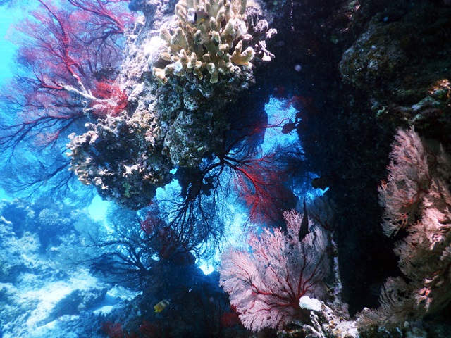 リュウキュウイソバナ♪ | マリンサービスふしま