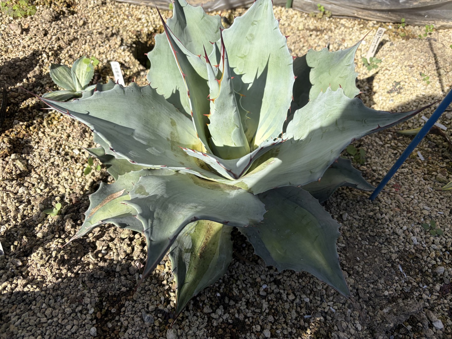 オバティフォリア アウェイクニング エンジェル