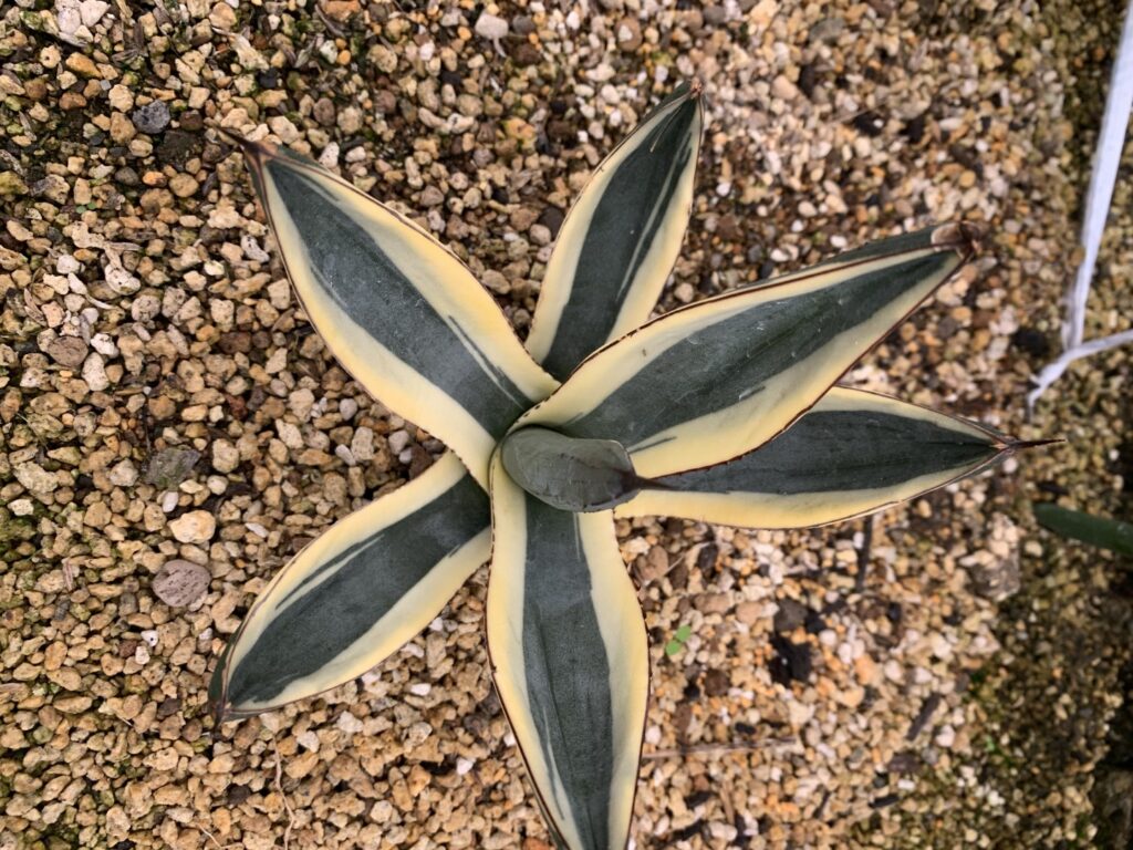 グレートホワイトシャーク