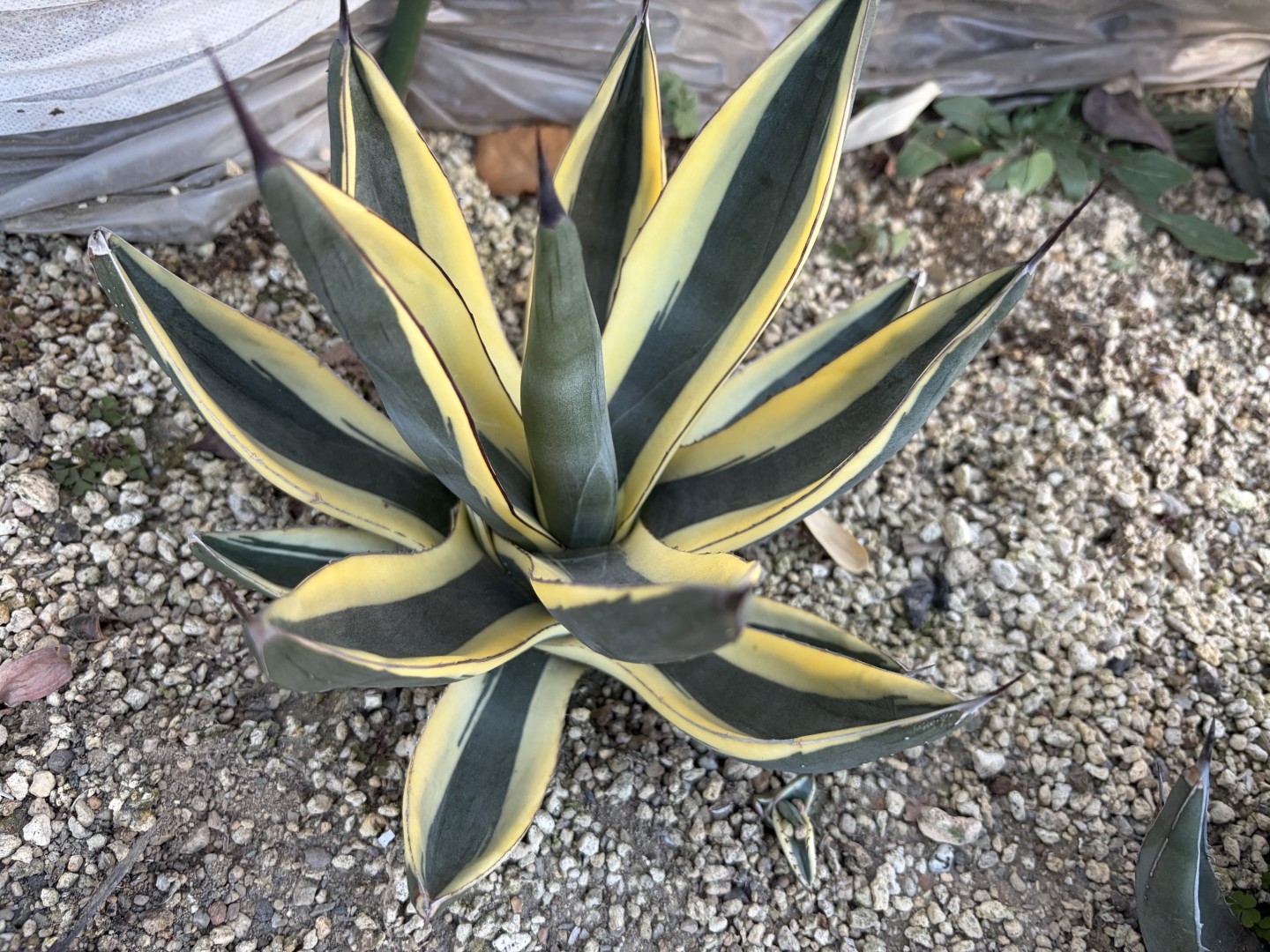 グレートホワイトシャーク