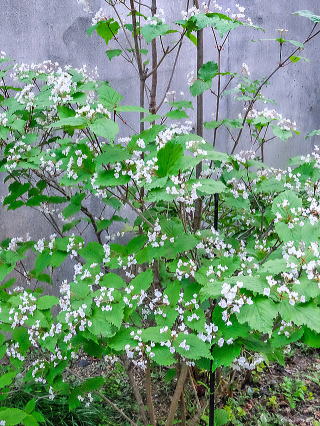 オトコヨウゾメ 新・花と緑の詳しい図鑑